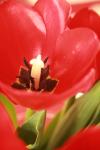 <img100*0:stuff/z/73640/tulips.1%2540wiki/i1262156391_18.jpg>