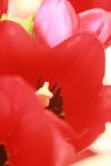 <img100*0:stuff/z/73640/tulips.1%2540wiki/i1262156391_19.jpg>