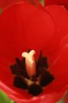 <img100*0:stuff/z/73640/tulips.1%2540wiki/i1262156392_20.jpg>