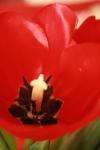 <img100*0:stuff/z/73640/tulips.1%2540wiki/i1262156392_21.jpg>