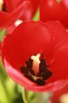 <img100*0:stuff/z/73640/tulips.1%2540wiki/i1262156392_22.jpg>