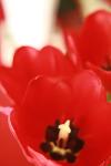 <img100*0:stuff/z/73640/tulips.1%2540wiki/i1262156392_23.jpg>