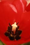 <img100*0:stuff/z/73640/tulips.1%2540wiki/i1262156392_24.jpg>