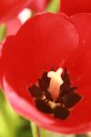 <img100*0:stuff/z/73640/tulips.1%2540wiki/i1262156392_25.jpg>
