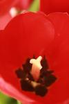 <img100*0:stuff/z/73640/tulips.1%2540wiki/i1262158552_1.jpg>