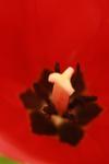 <img100*0:stuff/z/73640/tulips.1%2540wiki/i1262158552_10.jpg>