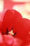 <img100*0:stuff/z/73640/tulips.1%2540wiki/i1262158552_11.jpg>