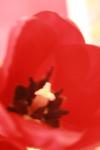 <img100*0:stuff/z/73640/tulips.1%2540wiki/i1262158552_13.jpg>