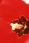 <img100*0:stuff/z/73640/tulips.1%2540wiki/i1262158552_14.jpg>