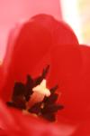 <img100*0:stuff/z/73640/tulips.1%2540wiki/i1262158552_15.jpg>