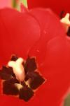 <img100*0:stuff/z/73640/tulips.1%2540wiki/i1262158552_16.jpg>