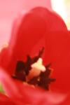 <img100*0:stuff/z/73640/tulips.1%2540wiki/i1262158552_17.jpg>