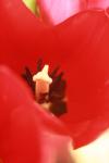 <img100*0:stuff/z/73640/tulips.1%2540wiki/i1262158552_18.jpg>