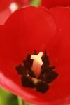 <img100*0:stuff/z/73640/tulips.1%2540wiki/i1262158552_2.jpg>