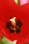 <img100*0:stuff/z/73640/tulips.1%2540wiki/i1262158552_3.jpg>