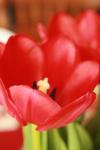 <img100*0:stuff/z/73640/tulips.1%2540wiki/i1262158552_4.jpg>