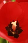 <img100*0:stuff/z/73640/tulips.1%2540wiki/i1262158552_5.jpg>