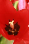 <img100*0:stuff/z/73640/tulips.1%2540wiki/i1262158552_6.jpg>