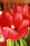 <img100*0:stuff/z/73640/tulips.1%2540wiki/i1262158552_7.jpg>