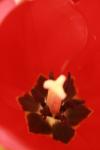 <img100*0:stuff/z/73640/tulips.1%2540wiki/i1262158552_8.jpg>
