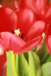 <img100*0:stuff/z/73640/tulips.1%2540wiki/i1262158553_19.jpg>