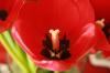 <img100*0:stuff/z/73640/tulips.2/i1262162066_1.jpg>
