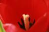 <img100*0:stuff/z/73640/tulips.2/i1262162066_2.jpg>