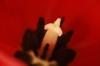 <img100*0:stuff/z/73640/tulips.2/i1262162066_3.jpg>