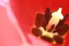 <img100*0:stuff/z/73640/tulips.2/i1262162066_4.jpg>