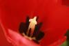 <img100*0:stuff/z/73640/tulips.2/i1262162066_5.jpg>