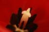 <img100*0:stuff/z/73640/tulips.2/i1262162066_6.jpg>