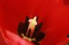 <img100*0:stuff/z/73640/tulips.2/i1262162067_10.jpg>