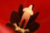 <img100*0:stuff/z/73640/tulips.2/i1262162067_11.jpg>
