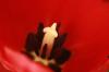 <img100*0:stuff/z/73640/tulips.2/i1262162067_12.jpg>