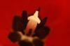 <img100*0:stuff/z/73640/tulips.2/i1262162067_13.jpg>