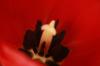 <img100*0:stuff/z/73640/tulips.2/i1262162067_14.jpg>