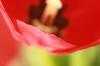 <img100*0:stuff/z/73640/tulips.2/i1262162067_7.jpg>