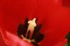 <img100*0:stuff/z/73640/tulips.2/i1262162067_8.jpg>
