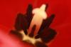 <img100*0:stuff/z/73640/tulips.2/i1262162067_9.jpg>