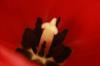 <img100*0:stuff/z/73640/tulips.2/i1262162068_16.jpg>