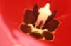 <img100*0:stuff/z/73640/tulips.2/i1262162068_17.jpg>