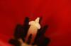 <img100*0:stuff/z/73640/tulips.2/i1262162068_18.jpg>