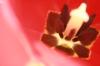 <img100*0:stuff/z/73640/tulips.2/i1262162068_19.jpg>