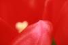 <img100*0:stuff/z/73640/tulips.2/i1262164523_1.jpg>