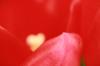<img100*0:stuff/z/73640/tulips.2/i1262164523_2.jpg>