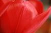 <img100*0:stuff/z/73640/tulips.2/i1262164523_4.jpg>