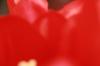 <img100*0:stuff/z/73640/tulips.2/i1262164524_10.jpg>