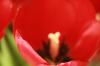 <img100*0:stuff/z/73640/tulips.2/i1262164524_12.jpg>