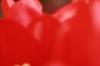 <img100*0:stuff/z/73640/tulips.2/i1262164524_13.jpg>