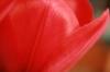 <img100*0:stuff/z/73640/tulips.2/i1262164524_14.jpg>